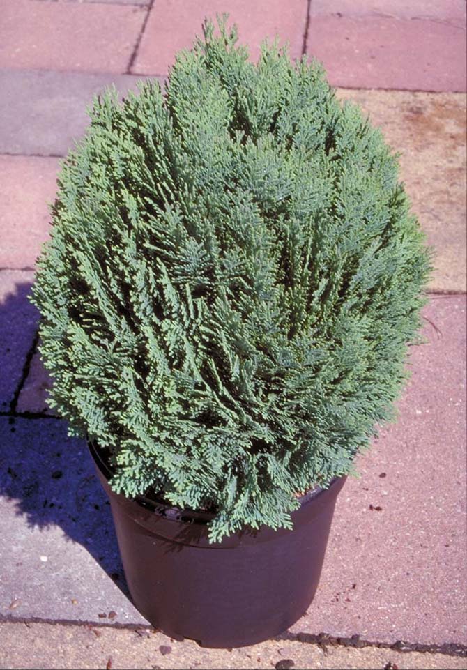 Chamaecyparis lauwsoniana minima glauca