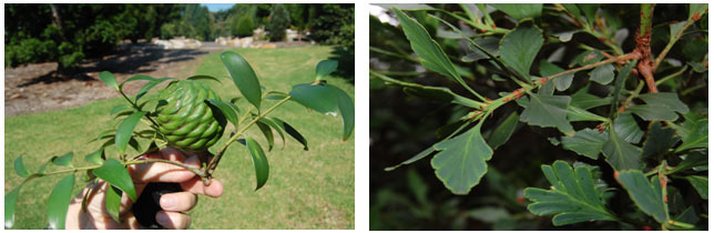 A gauche: Agathis atropurpurea (Araucariaceae)  Sydney, Australie. A droite: Phyllocladus aspleniifolius (Podocarpaceae) Tasmanie, Australie - © S. Delzon