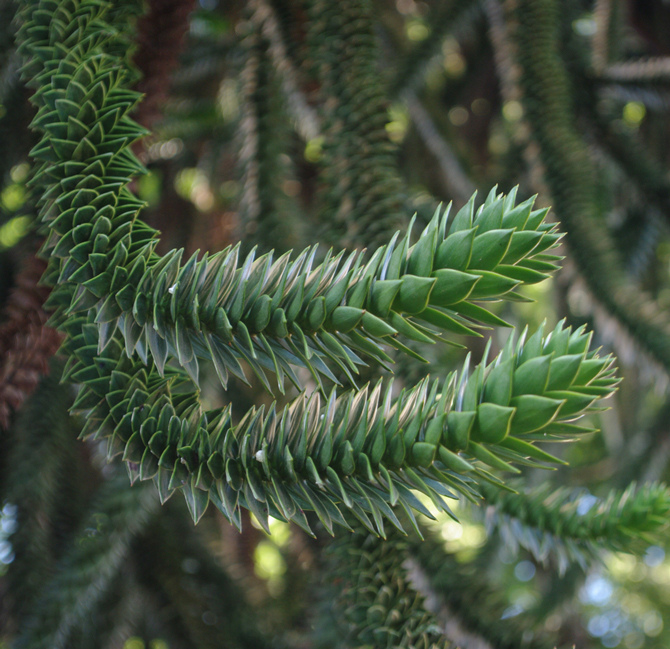 Araucaria araucana - © D. Lejeune