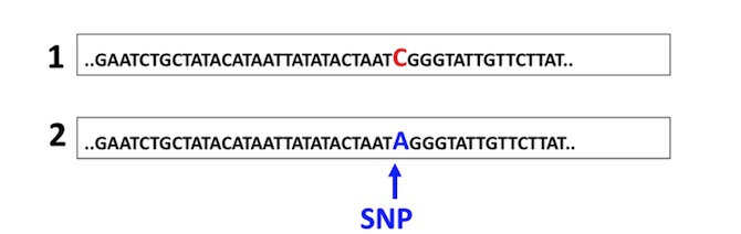 Figure 1 : Illustration d'une substitution ponctuelle (SNP, Single Nucleotide Polymorphism) entre la séquence d'ADN 1 et 2. La base C de la séquence 1 est remplacée par la base A dans la séquence 2.