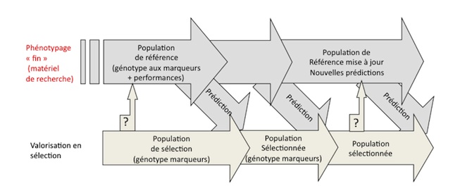 Figure 3 : Principe général de la sélection génomique. Une population de référence est évaluée pour des caractères d’intérêt et génotypée pour des marqueurs moléculaires. L’analyse de ces données permet de produire une équation de prédiction utilisée pour prédire la valeur génétique de la population de sélection, uniquement génotypée pour des marqueurs moléculaires. Au bout de quelques générations, la population de référence doit être mise à jour ainsi que les équations de prédiction. 