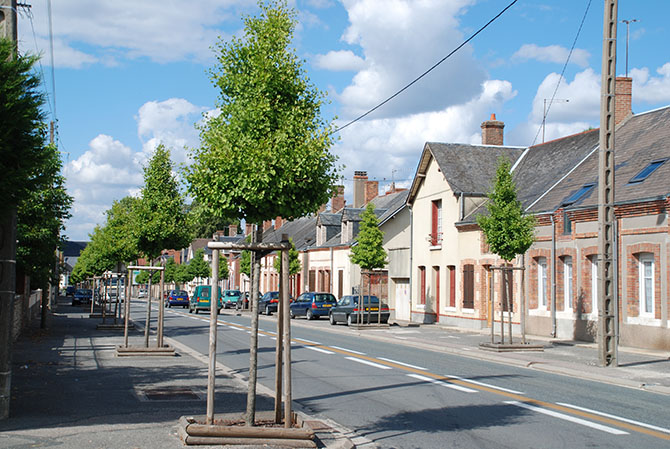 Alignement de ginkgos, Aubigny-sur-Nère - © G. Carcassès