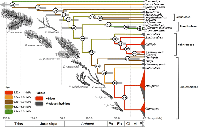 Phylogénie de la famille des Cupressaceae