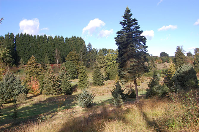 Le Pinetum de Bedgebury - © S. Delzon