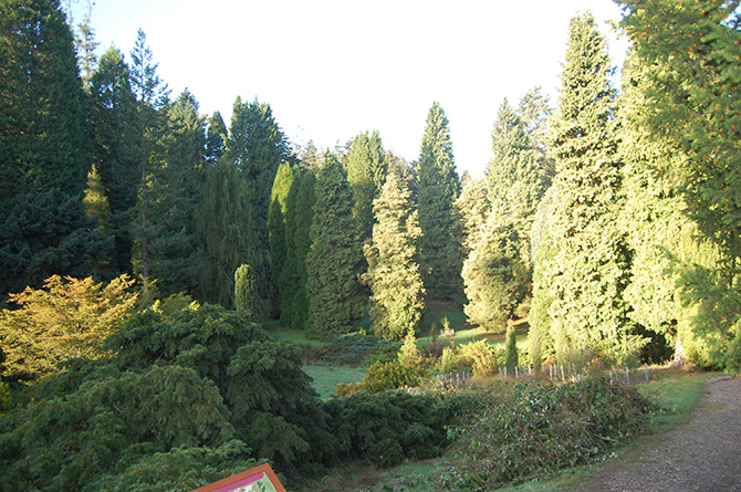 Le Pinetum de Bedgebury - © S. Delzon