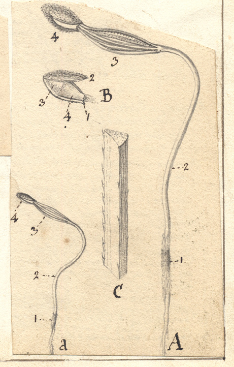 Germination de Abies excelsa. Dessins au crayon