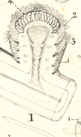 Détail d’un jeune rameau court de Abietes laricis (Mélèze) 