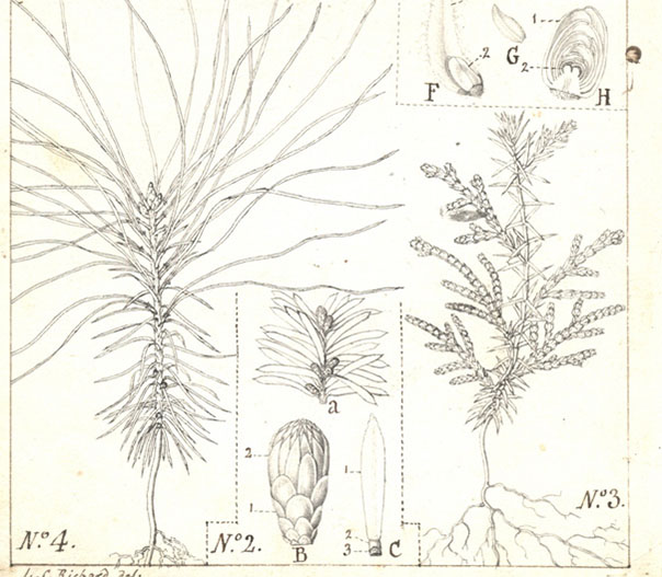 n° 2 bourgeon de Taxus - n° 3  jeune plant de Thuya orientalis - n° 4  jeune plant de Pinus sylvestris. Dessins à la plume et au crayon