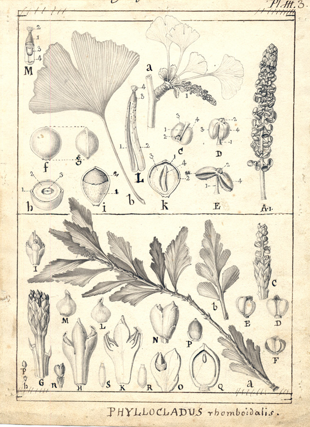 Ginkgo et Phyllocladus rhomboidalis. Dessins au crayon