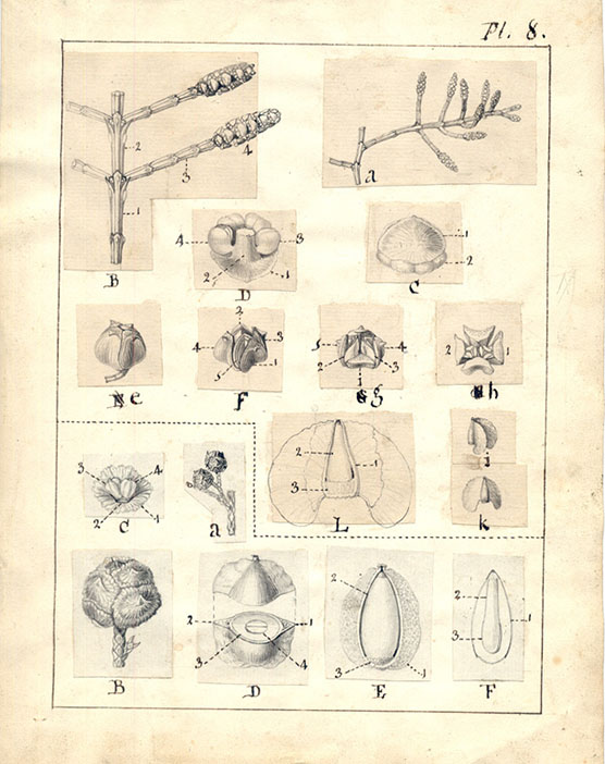 Partie supérieure : Callitris quadrvalvis. Partie inférieure : Thuya sphaeroidalis. Dessins au crayon