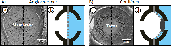 A. Coupe longitudinale (a) et transversale (b) d’une ponctuation chez les angiospermes avec présence d’une membrane de microfibrilles. B. Coupe longitudinale (c) et transversale (d) d’une ponctuation chez les Conifères avec un torus au centre de la membrane de microfibrilles