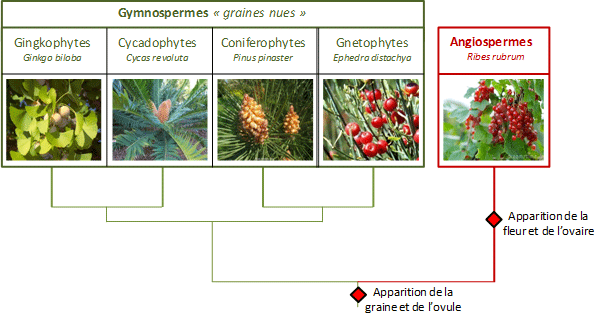 Arbre décrivant les relations entre les groupes de plantes à graines (Spermaphytes). A noter que la position des Cycadophytes et des Gnétophytes (tirées ici de la littérature) est encore débattu entre phylogénéticiens et taxonomistes. 