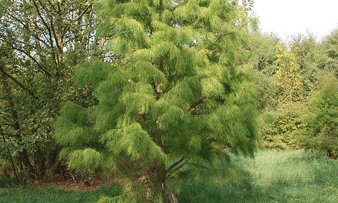 Taxodium ascendens nutans à l’Arboretum de Chèvreloup - © G. Carcassès