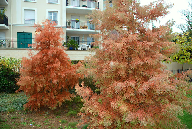 Taxodium en jardin de pluie, Rueil-Malmaison - © G. Carcassès