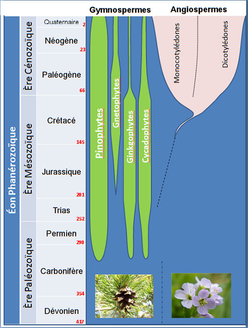 Evolution de la diversité spécifique des deux grands taxons (Gymnospermes / Angiospermes). Les quatre divisions des Gymnospermes sont représentées en vert où les Pinophytes correspondent aux conifères. Les nombres en rouge indiquent le début des périodes en millions d’années.