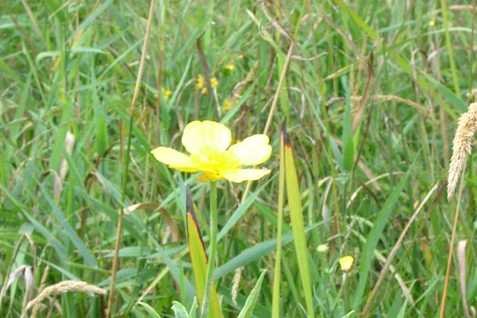 Grande Douve, Ranunculus lingua - © J. Haury