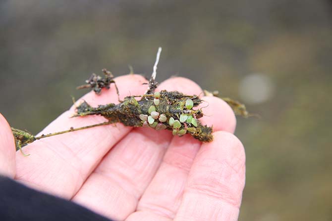 Une capsule de Jussie avec des germinations - © J. Haury