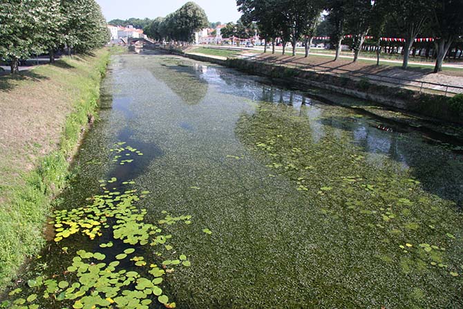 Prolifération d'Egérie dense dans la Vendée dans le centre-ville de Fontenay-le-Comte - © J. Haury