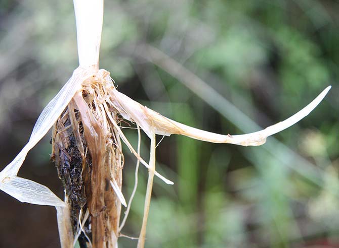 Rhizome de Grande Glycérie, Glyceria aquatica - © J. Haury