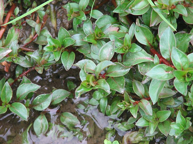 Ludwigia peploides ssp. montevidensis - © J. Haury