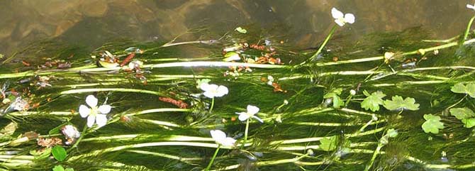 Feuilles découpées du Myriophylle en épi - © J. Haury