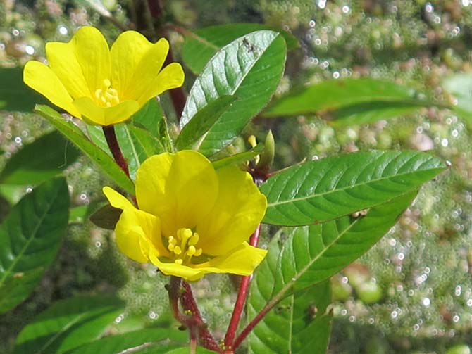 Ludwigia grandiflora ssp. hexapetala - © J. Haury 