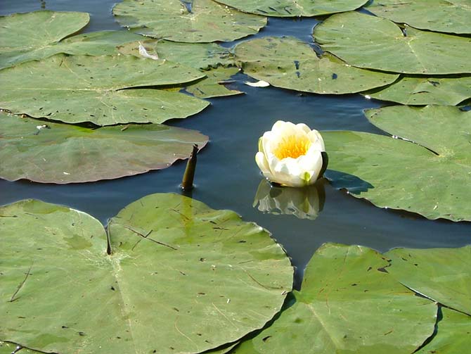 Feuilles aplaties flottantes du Nénuphar blanc - © J. Haury