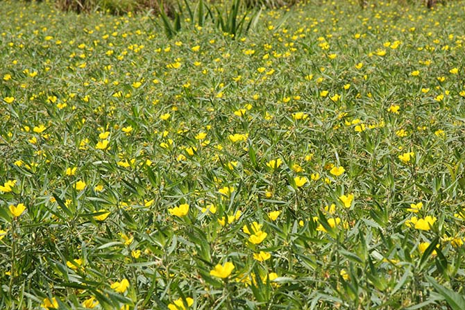 Forme dressée de la Jussie à grandes fleurs - © J. Haury