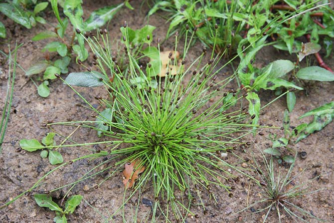 Scirpe ovoïde, Scirpus ovatus - © J. Haury