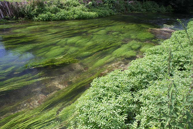 Hydrophytes (Renoncules et Callitriches) dans la zone courante, hélophytes (Ache) en pied de berge - © J. Haury