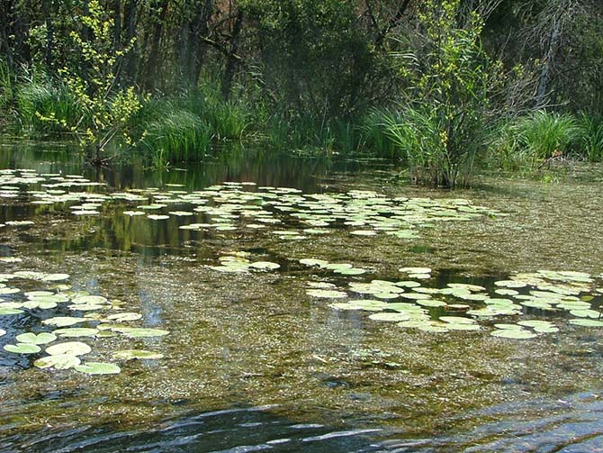 Ceintures sur un étang : Potamots submergés (en fleurs), Nénuphar jaune, Laîches, Roseau puis forêt hydgrophile - © J. Haury