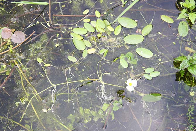 Le Flûteau nageant, Luronium natans, avec ses fleurs à 3 pétales, ses feuilles flottantes ellipsoïdes et ses stolonsLe Flûteau nageant, Luronium natans, avec ses fleurs à 3 pétales, ses feuilles flottantes ellipsoïdes et ses stolonsLe Flûteau nageant, Luronium natans, avec ses fleurs à 3 pétales, ses feuilles flottantes ellipsoïdes et ses stolonsLe Flûteau nageant, Luronium natans, avec ses fleurs à 3 pétales, ses feuilles flottantes ellipsoïdes et ses stolons - © J. Haury