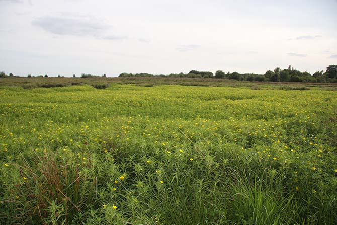 Envahissement d'une prairie humide : seuls quelques Joncs survivent - © J. Haury