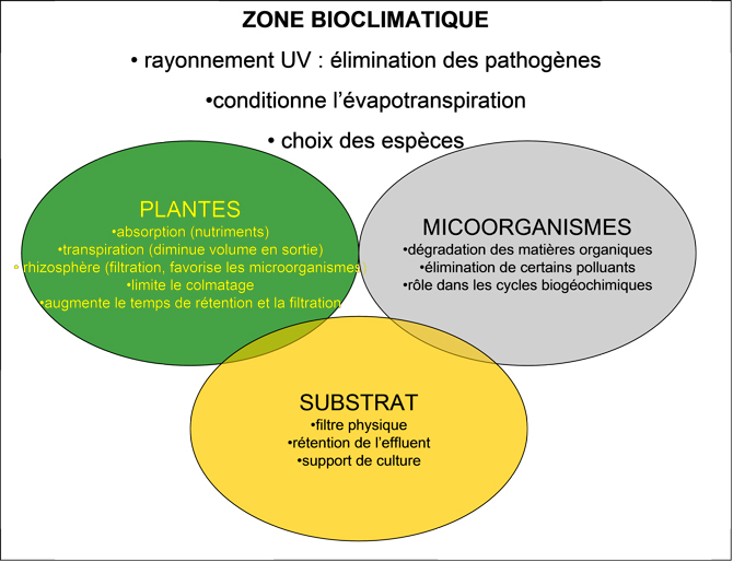 Fonctionnement schématisé des filtres végétalisés