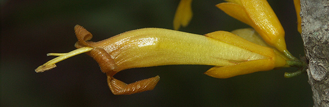 Détail d’une inflorescence de Oxera baladica subsp. baladica
