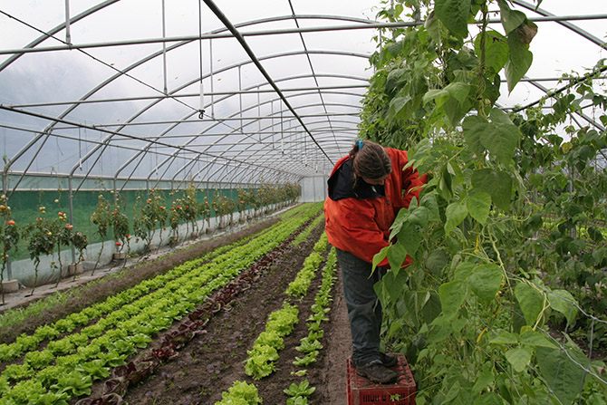 Le jardin de cocagne de Vieille-Église est l'un des 120 jardins employant 4 000 jardiniers en insertion et nourrissant 20 000 foyers abonnés - © D Hays-Les Anges Gardins  Le jardin de cocagne de Vieille-Église est l'un des 120 jardins employant 4 000 jardiniers en insertion et nourrissant 20 000 foyers abonnés - © D. Hays - Les Anges Gardins