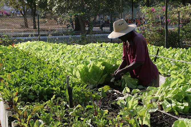 A Cuba, de vastes zones de maraichage publiques ou privées, en cœur de ville, contribuent à l'autonomie alimentaire des populations - © D. Hays - Les Anges Gardins