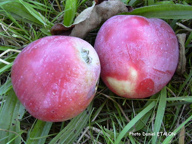 La pomme vit : elle respire et transpire - © D. Étalon