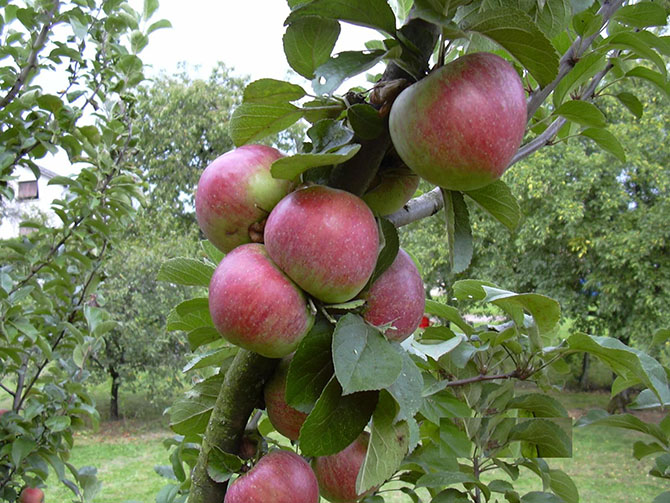La conservation des pommes dépend du niveau de maturation à la récolte - © D. Étalon
