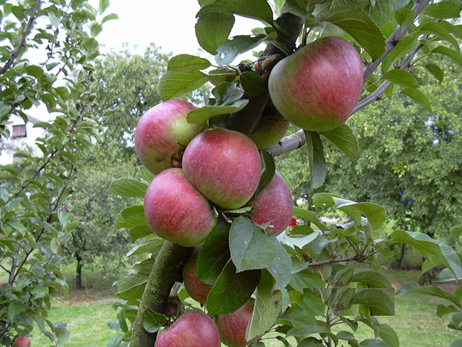 La pomme : récolte, conservation et utilisation des pommes