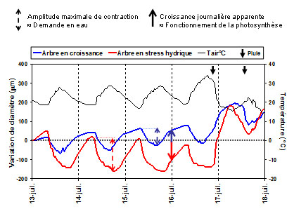 Représentation graphique des enregistrements de variations de diamètres durant 5 jours obtenus à l’aide de PépiPIAF.