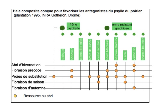 Haie composite conçue pour favoriser les antagonistes du psylle du poirier (plantation 1995, INRA Gotheron, Drôme)