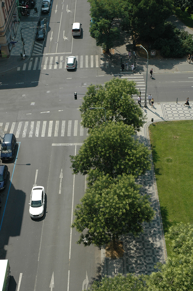 Un alignement de Sophora du Japon à Prague. Le caractère minéral du trottoir est atténué par la présence de terre au pied des arbres et la proximité immédiate du parc - © F. Freytet