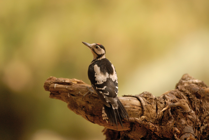  Plumes et bec sont les signes les plus marquants d’un oiseau. Ici, un Pic épeiche -  © J. Birard