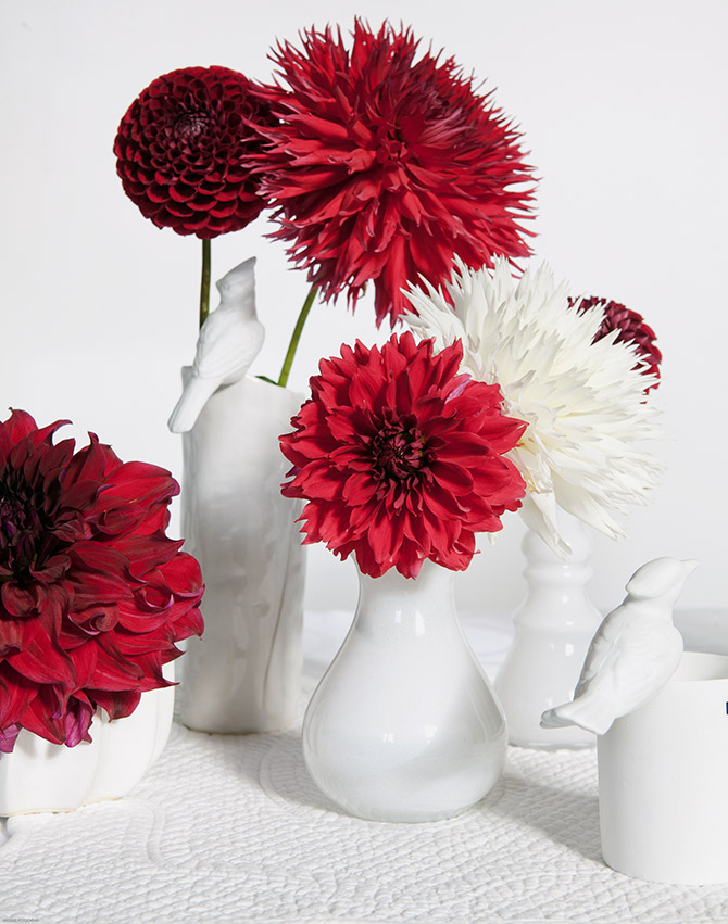 Assortiment de Dahlias « Red and Porcelaine » de Truffaut - © V. Pérocheau