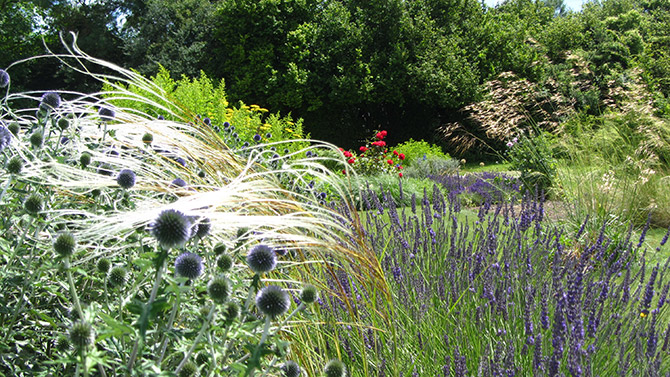 Les fleurs séchées peuvent décorer un jardin avant d’être cueillies. Ici, un massif d’echinops, stypa et lavande - © O. Sechet