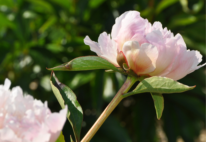 Pivoine - © Ferme de Gally