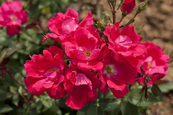 Floribondité exceptionnelle et coloris éclatant du rosier Knock-Out © Meilland-Richardier