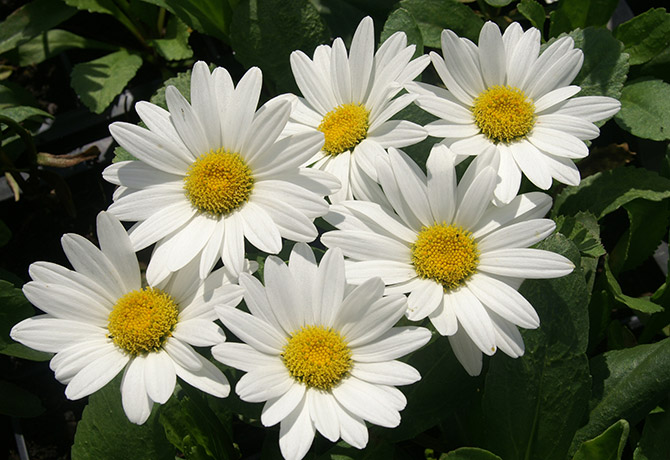 Les Marguerites d’été sont parmi les vivaces les plus célèbres. Ici, Leucanthemum 'Becky' - © L. Vivaces