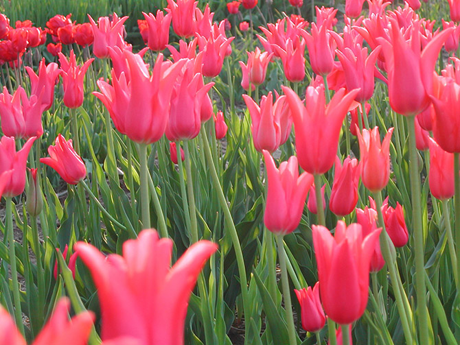 Les tulipes sont les premières fleurs à s’épanouir au printemps sur la ferme de Gally - © Ferme de Gally